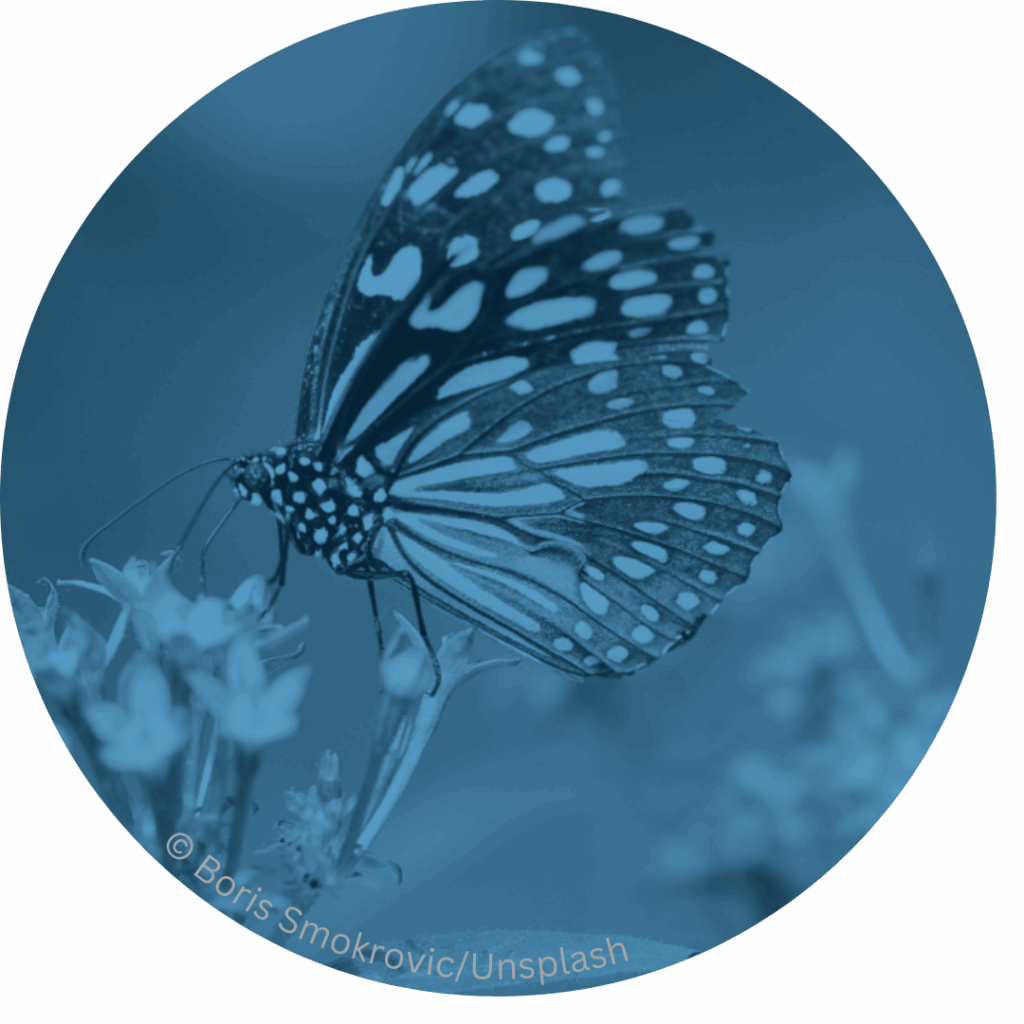 Schmetterling auf Blüte