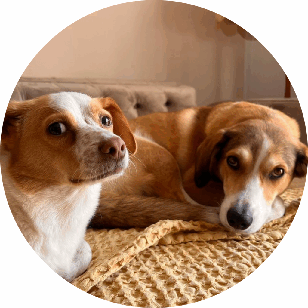 Portrais of the two office dogs e Laia und Henry