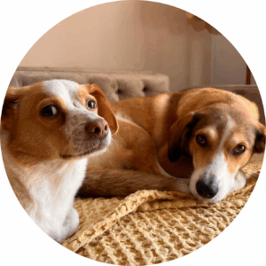 Portrait der beiden Bürohunde Laia und Henry