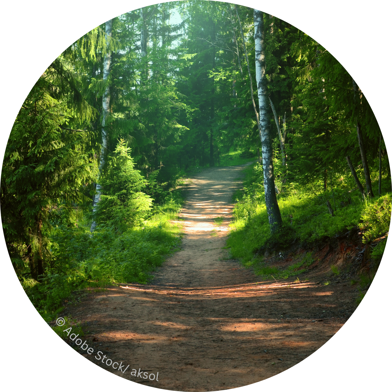 Waldweg
